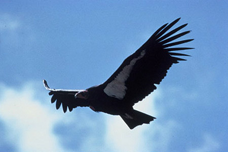 Condor Wing Span