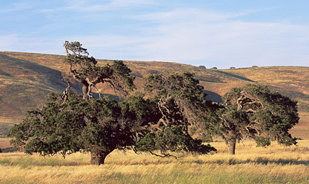 Photo of Tejon Ranch